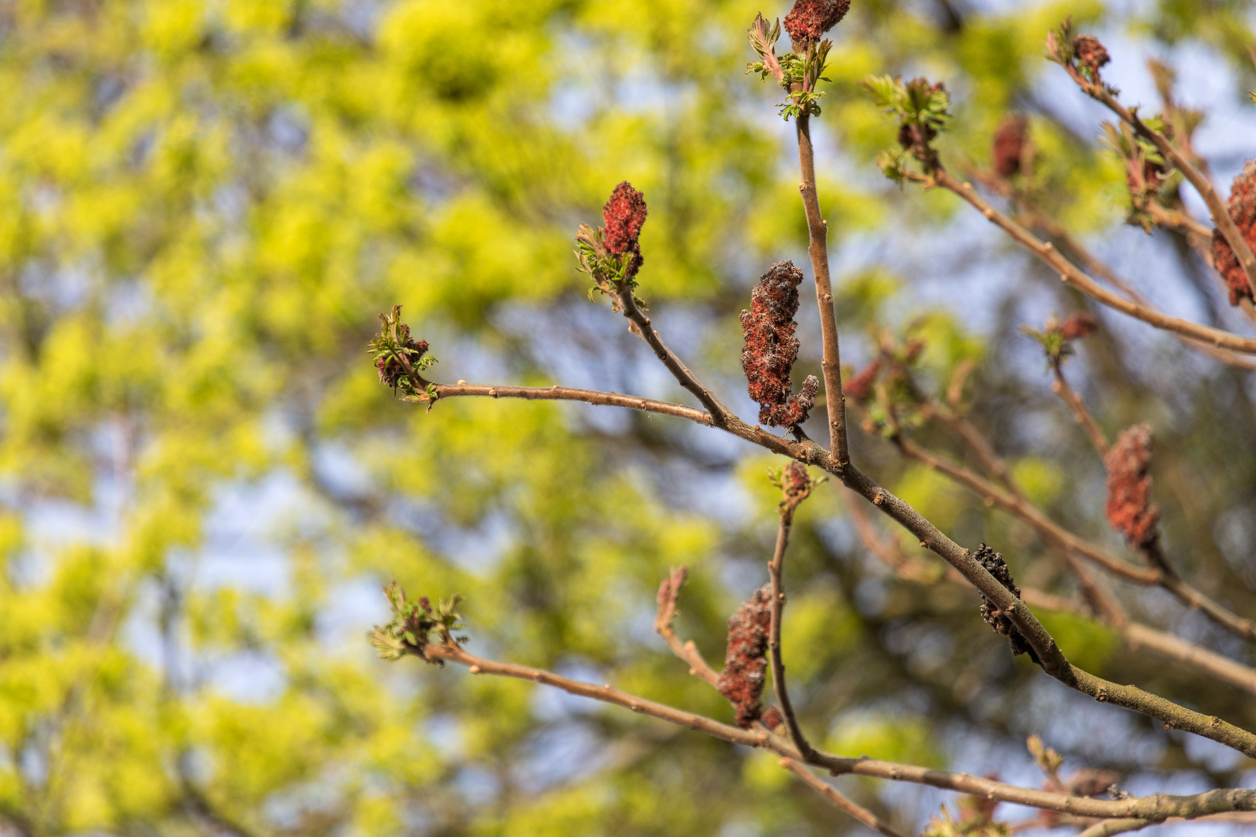 20180414182915 RD4 0594